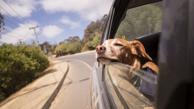 The Complete Dog Road-Trip Packing List - Dog Life Made Simple