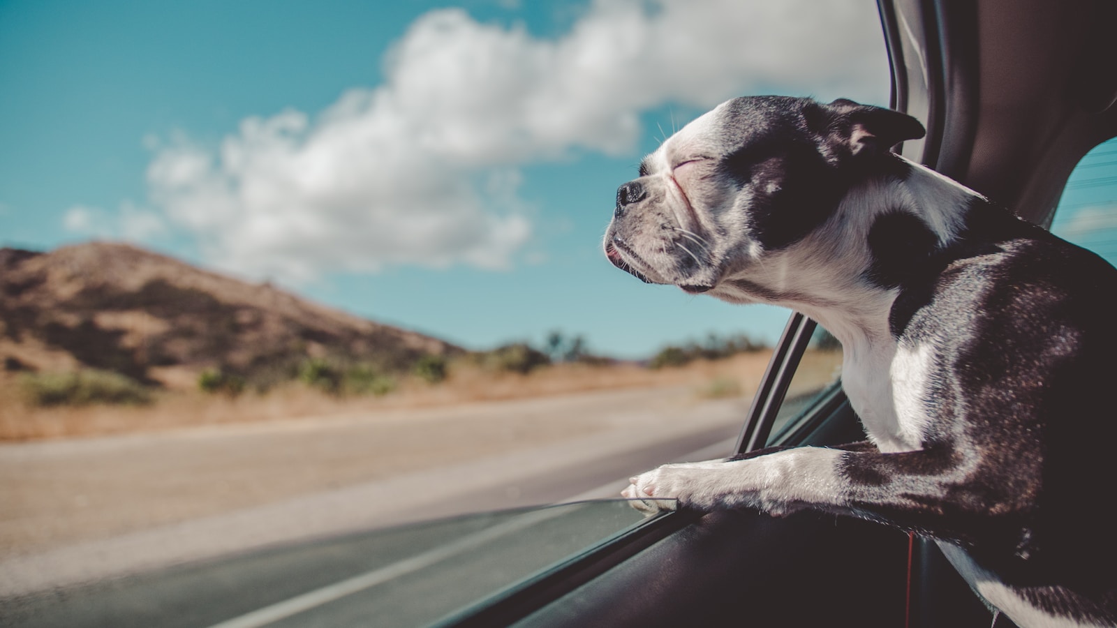 How to Keep a Dog Safer and Calmer in the Car - Dog Life Made Simple