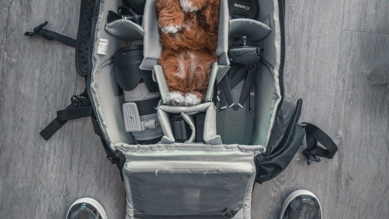What to Pack for a Day Out With Your Dog - Dog Life Made Simple