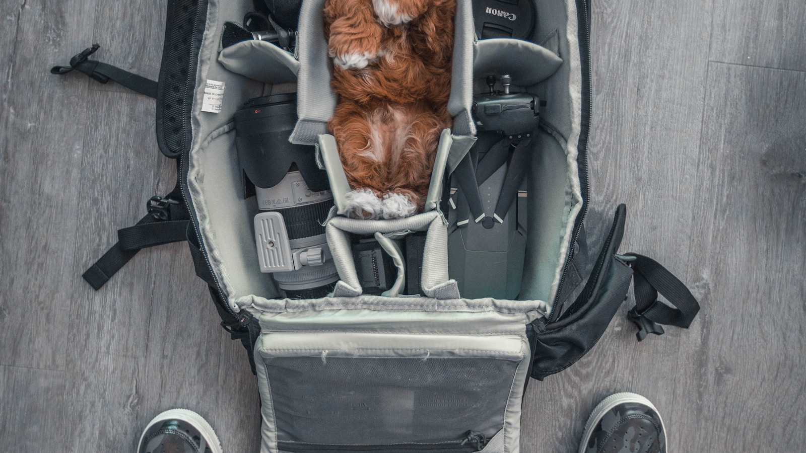 What to Pack for a Day Out With Your Dog - Dog Life Made Simple
