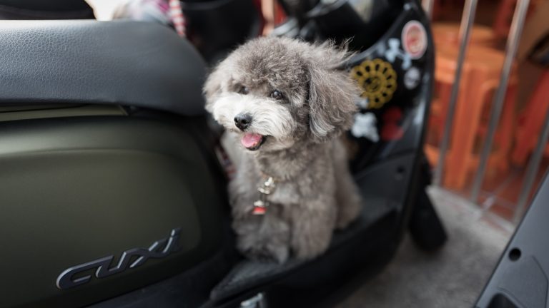 How to Choose Enrichment Toys for Your Dog - Dog Life Made Simple