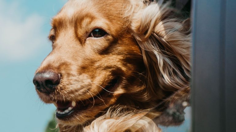 Easy Indoor Enrichment Ideas for Rainy Days - Dog Life Made Simple