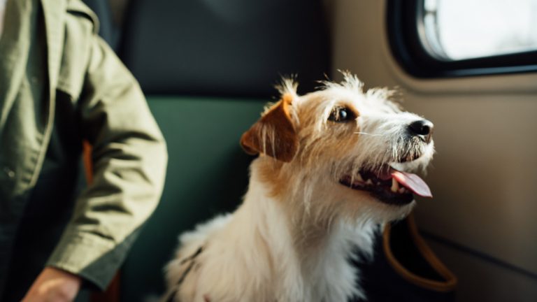 How to Help Your Dog Relax When Home Alone - Dog Life Made Simple