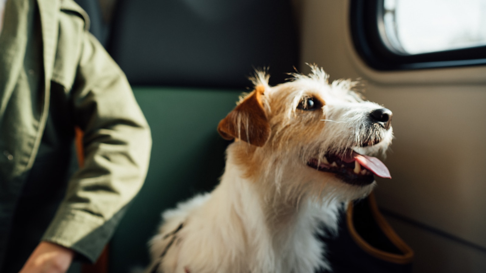 How to Help Your Dog Relax When Home Alone - Dog Life Made Simple